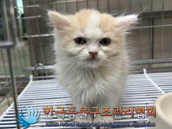 종료(자연사) 믹스…